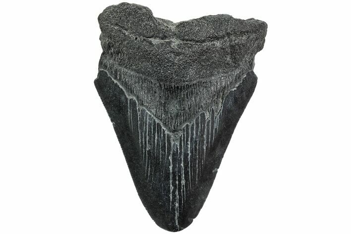 Partial Megalodon Tooth #194077